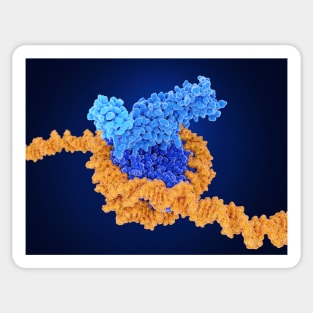 Histone methylation, molecular model, (F035/7250) Sticker